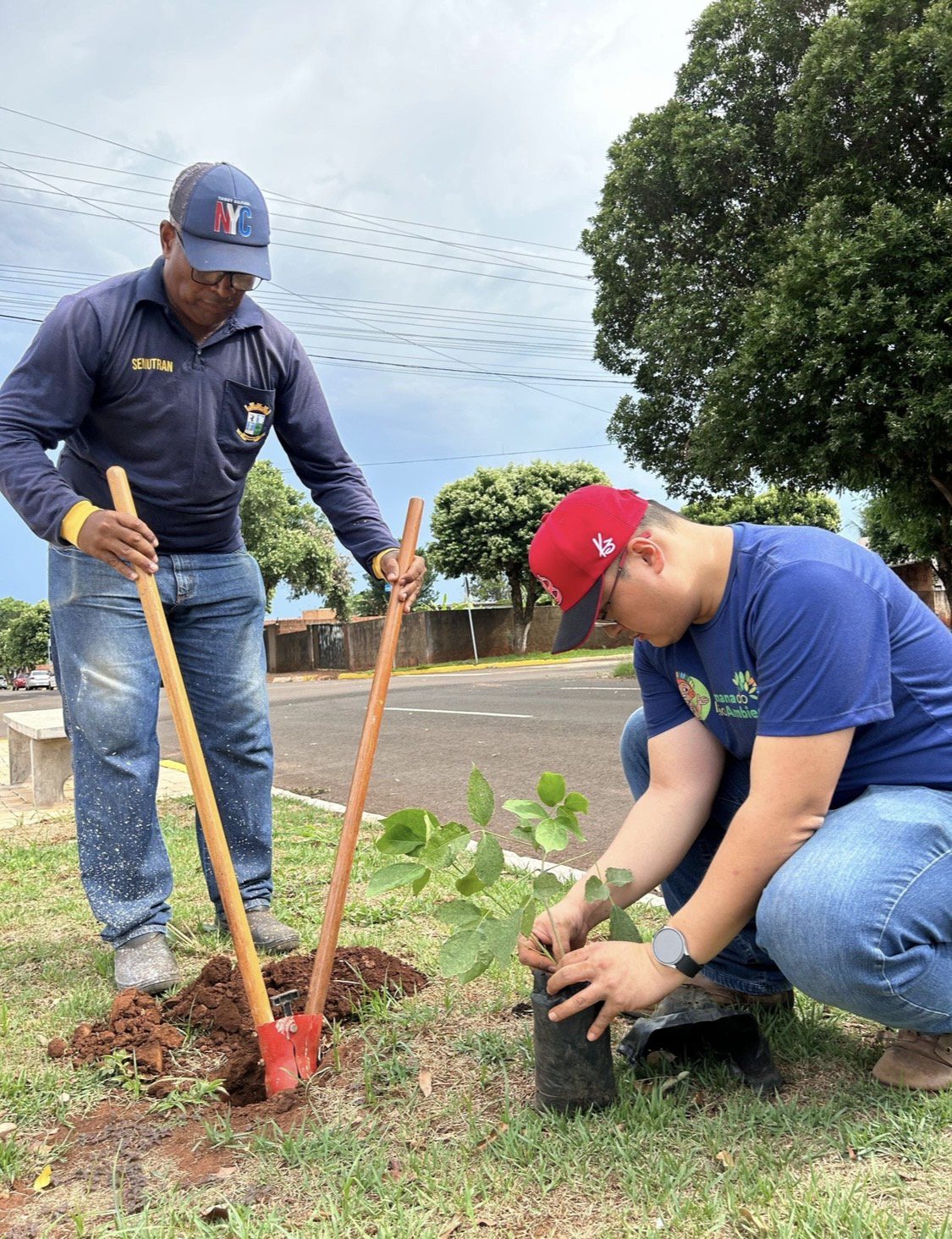 Plantio de mudas na cidade